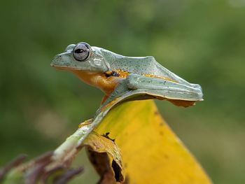 Close-up of frog on leaf