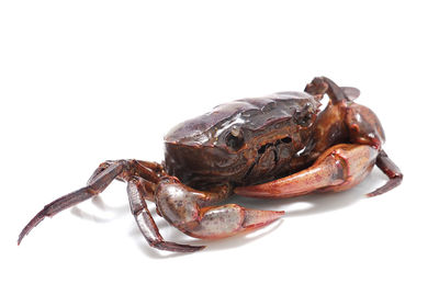 Close-up of crab over white background