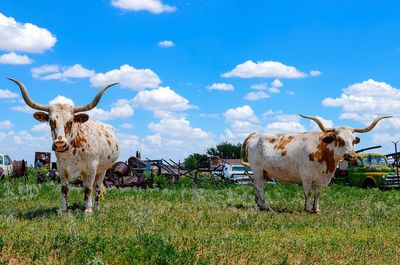 Cow on field against sky