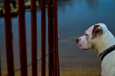 Close-up of dog by lake against sky