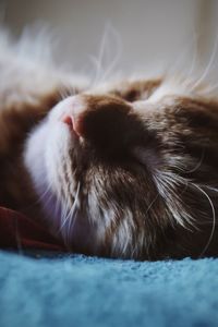 Close-up of cat sleeping