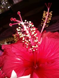 Close-up of hibiscus blooming at night
