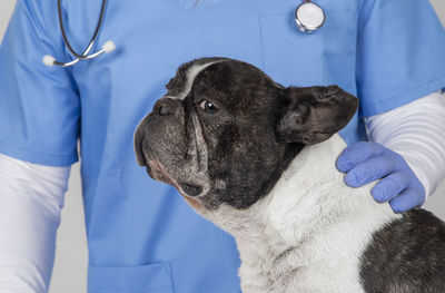 Scared dog at the veterinary surgery