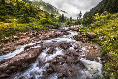 Stream flowing in forest