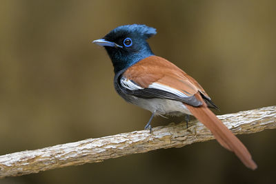 Close-up of bird perching on wood