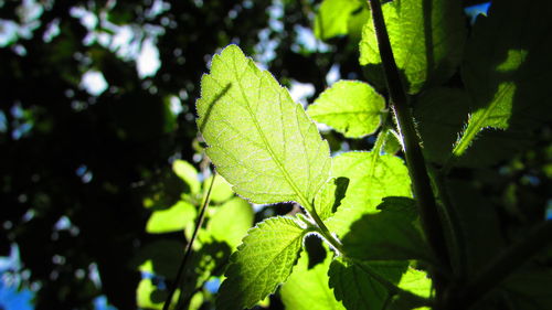 Close-up of leaves