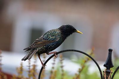 Close-up of bird perching on branch