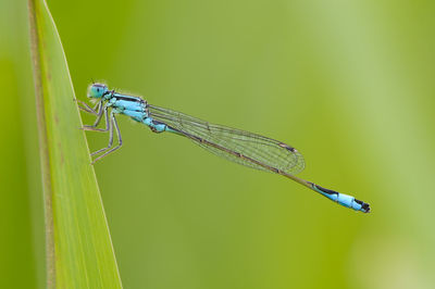 Close-up of grasshopper