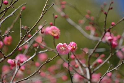 Close-up of pink flowers growing on tree