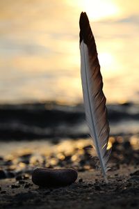 Close-up of feather on beach