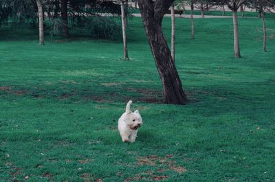 White dog on field by tree trunk