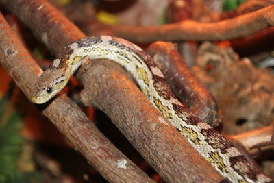 reptile