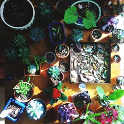 High angle view of various flowers on table