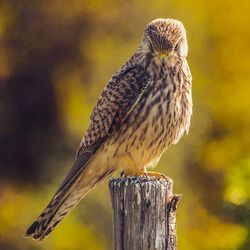 Close-up portrait of hawk perching on wooden post