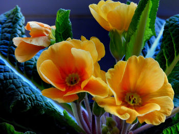 Close-up of yellow flowers