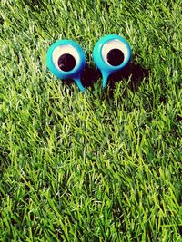 High angle view of plants on field