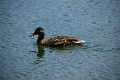 Duck swimming in lake