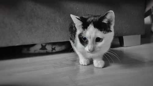 Close-up portrait of cat