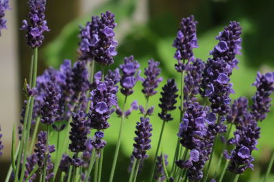 Close-up of purple flowering plants