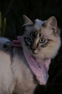 Close-up portrait of cat at home