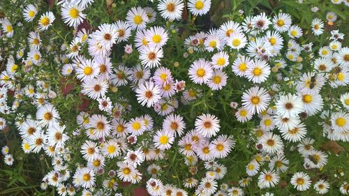 High angle view of flowers blooming on field