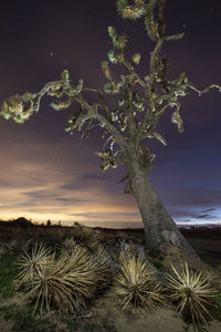 Tree on field against sky at night