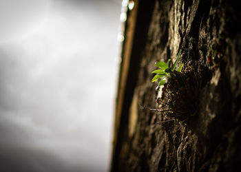 Close-up of lichen on tree trunk