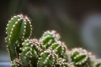 Close-up of cactus plant