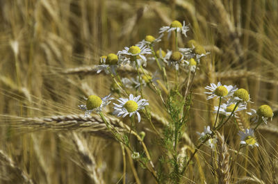 Close-up of yellow flowering plant on field