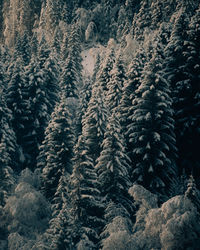 Pine trees in forest