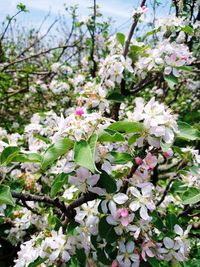 Close-up of white flowering plant