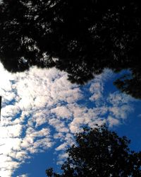 Low angle view of tree against sky