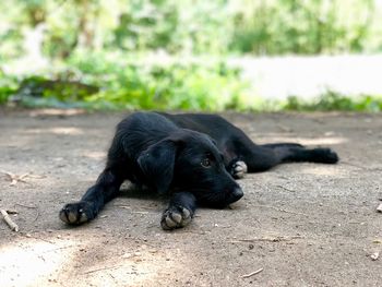 Black puppy being lazy in the park