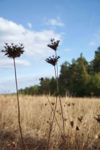 Plants growing on field against sky