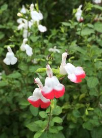 Close-up of pink flowers