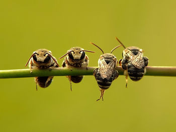 Close-up of insect