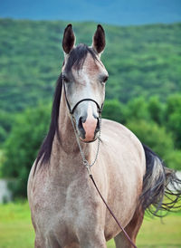 Portrait of horse standing against mountain