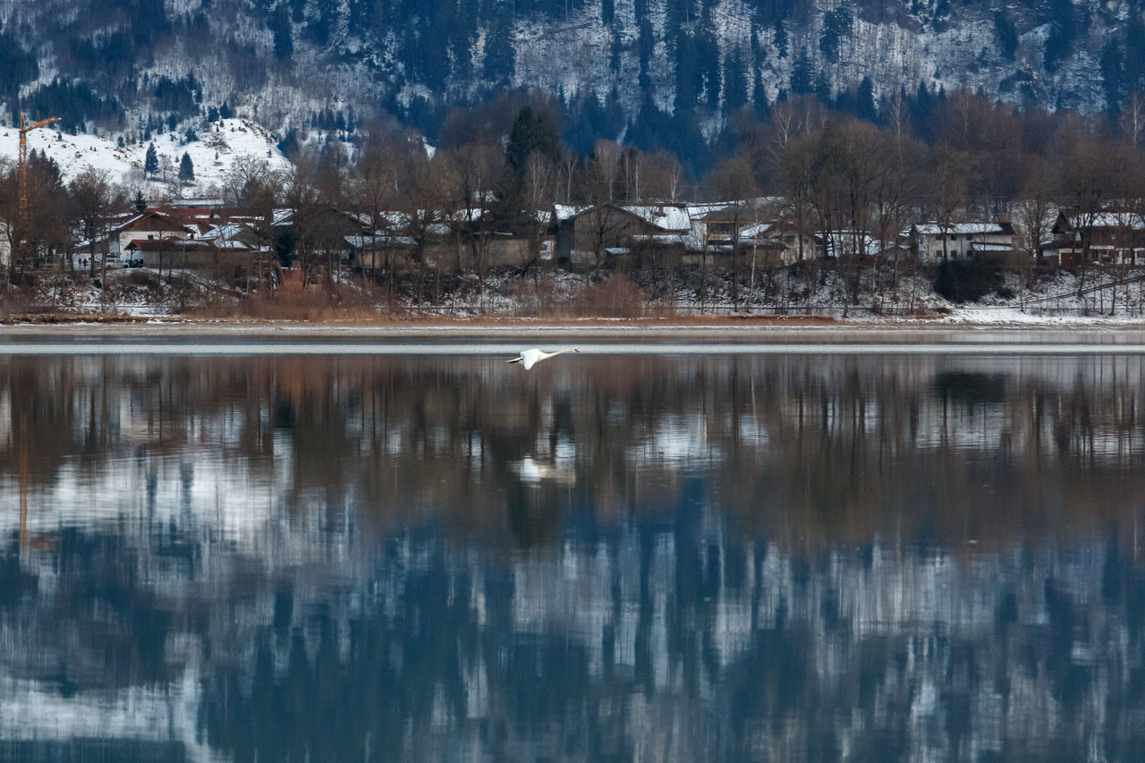 REFLECTION OF TREES AND BUILDINGS IN LAKE