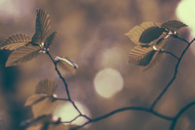 Close-up of leaves