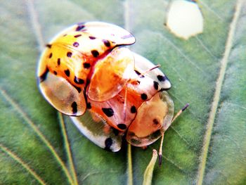 High angle view of butterfly