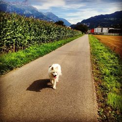 Dog on road