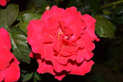 Close-up of pink flower blooming outdoors