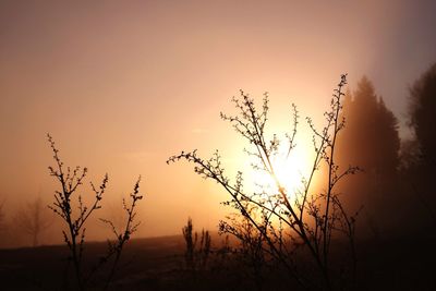 Silhouette plants against sky during sunset