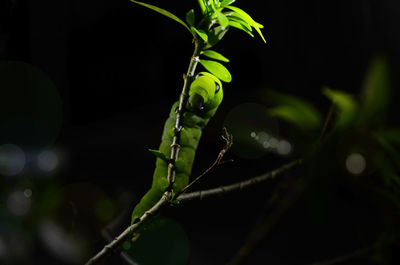 Green lime caterpillar on dark background