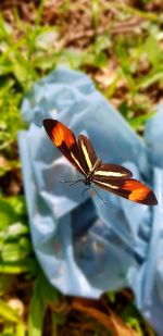 Close-up of butterfly on orange flower