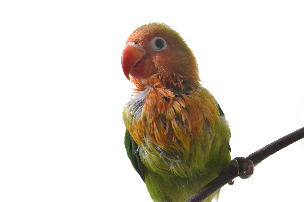 CLOSE-UP OF PARROT PERCHING ON TREE