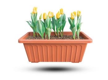 Close-up of tulips in pot against white background