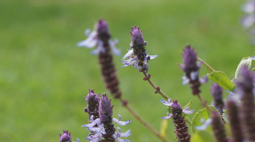 Close-up of purple flowering plant