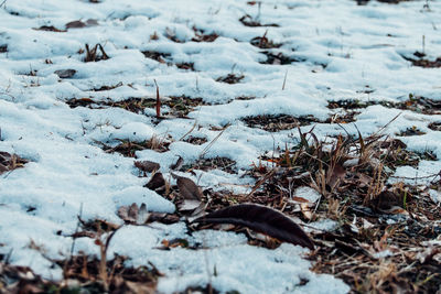 Snow covered trees on snow covered field