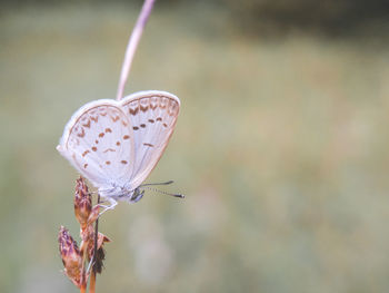 Close-up of butterfly on plant